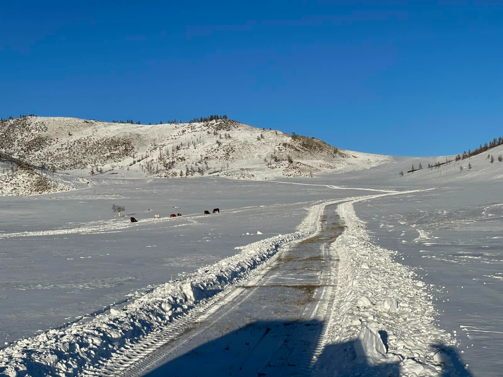 Нийт нутгийн 45 хувьд цастай байна
